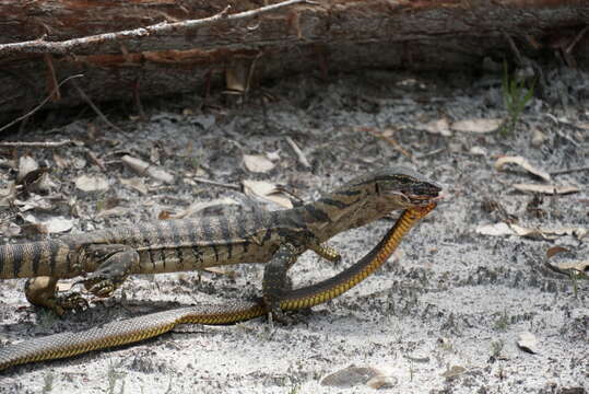 Notechis scutatus occidentalis Glauert 1948的圖片