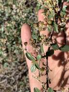 Plancia ëd Ceanothus martinii M. E. Jones