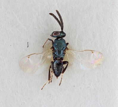 Image of <i>Colotrechnus subcoeruleus</i> Thomson 1878