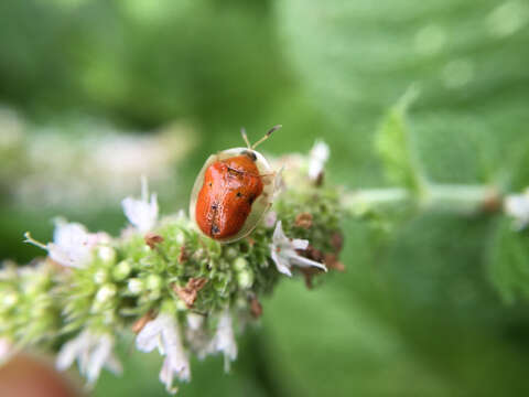 Imagem de Charidotella (Charidotella) sexpunctata (Fabricius 1781)