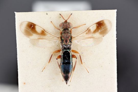 Image of <i>Cleonymus laticornis</i> Walker 1837