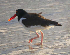 Image of American Oystercatcher