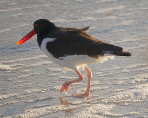 Image of American Oystercatcher