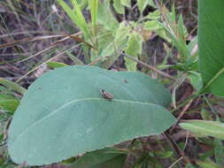 Image of Scolops sulcipes (Say 1825)