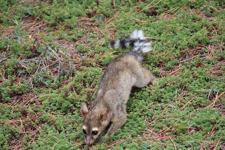 Image of Ringtail