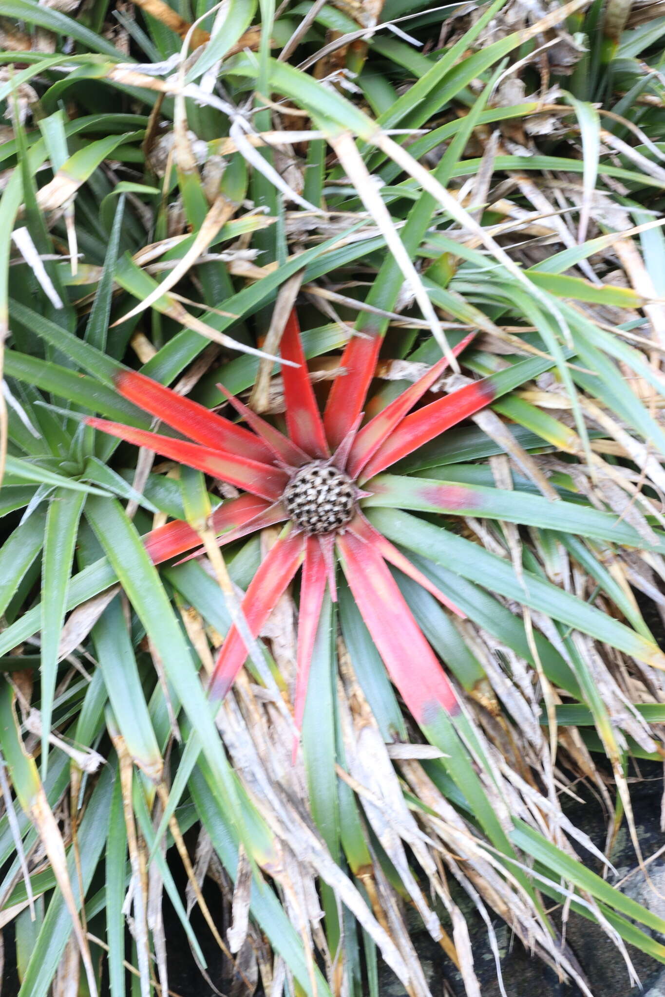 Fascicularia bicolor subsp. bicolor的圖片