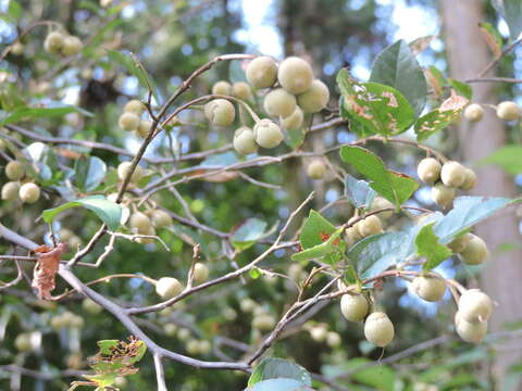 Image of Styrax faberi Perkins