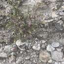 Image of Euphorbia grammata (McVaugh) Oudejans