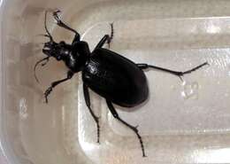 Слика од Calosoma (Carabosoma) marginale Casey 1897