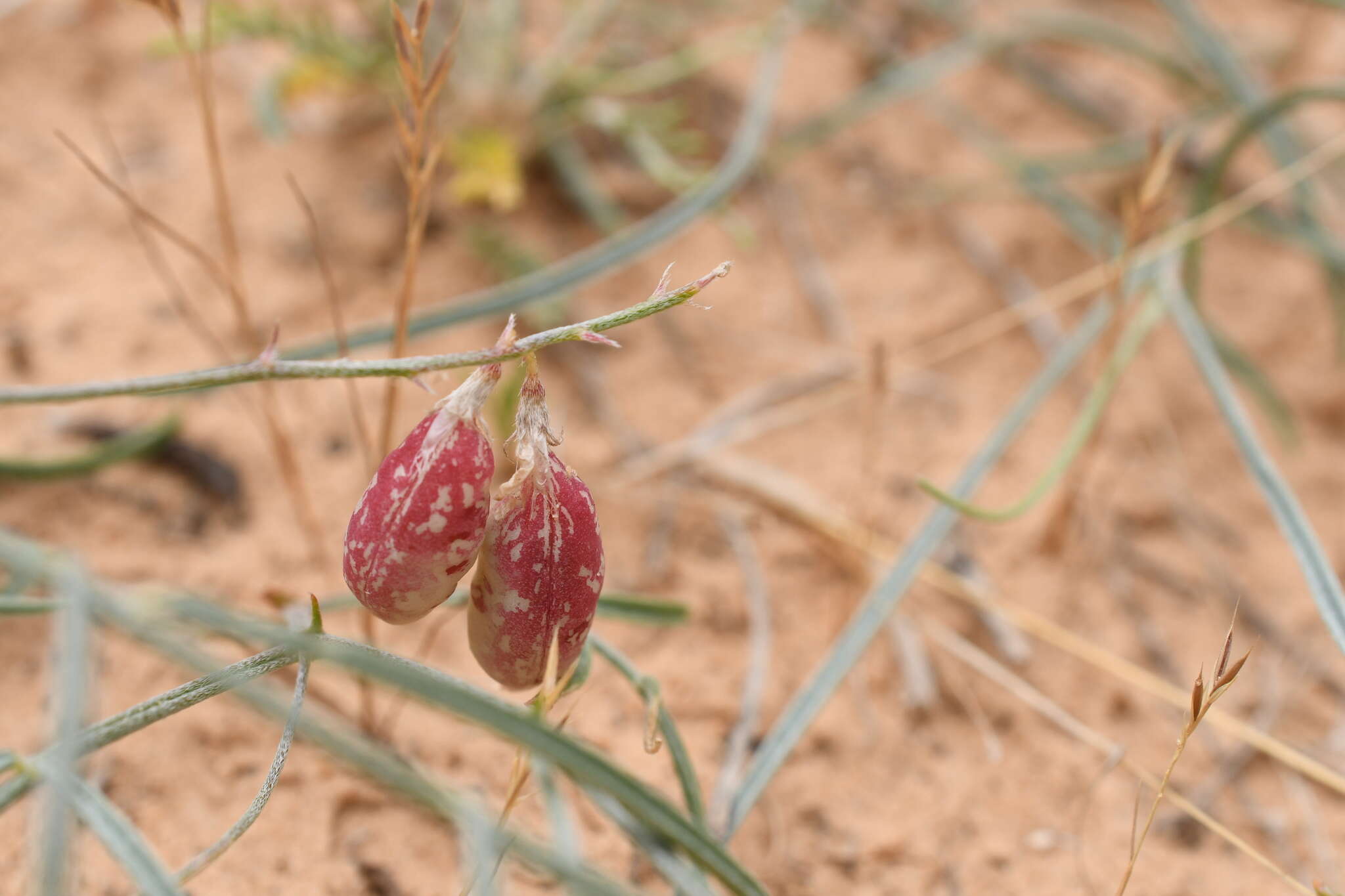 Image de Astragalus ceramicus Sheldon