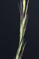 Слика од Elymus gmelinii (Trin.) Tzvelev