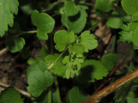 Image of ivy-leaved speedwell