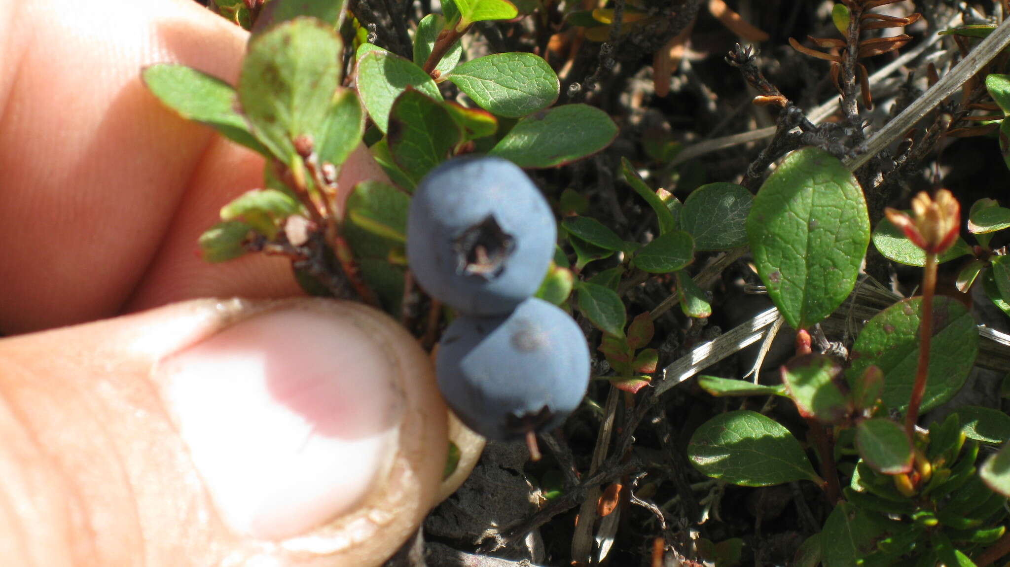 Image of Vaccinium uliginosum subsp. vulcanorum (Kom.) Alsos & Elven