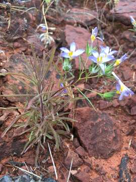 Image de Eriastrum eremicum subsp. yageri (M. E. Jones) Mason