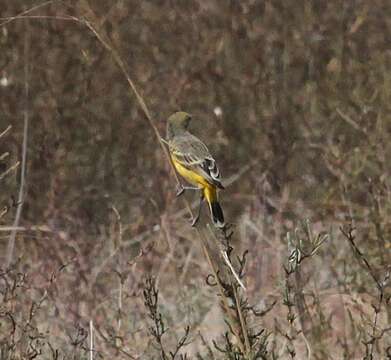 Image of Yellow Chat