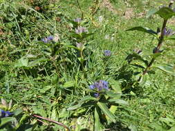 Image of Gentiana cruciata subsp. cruciata