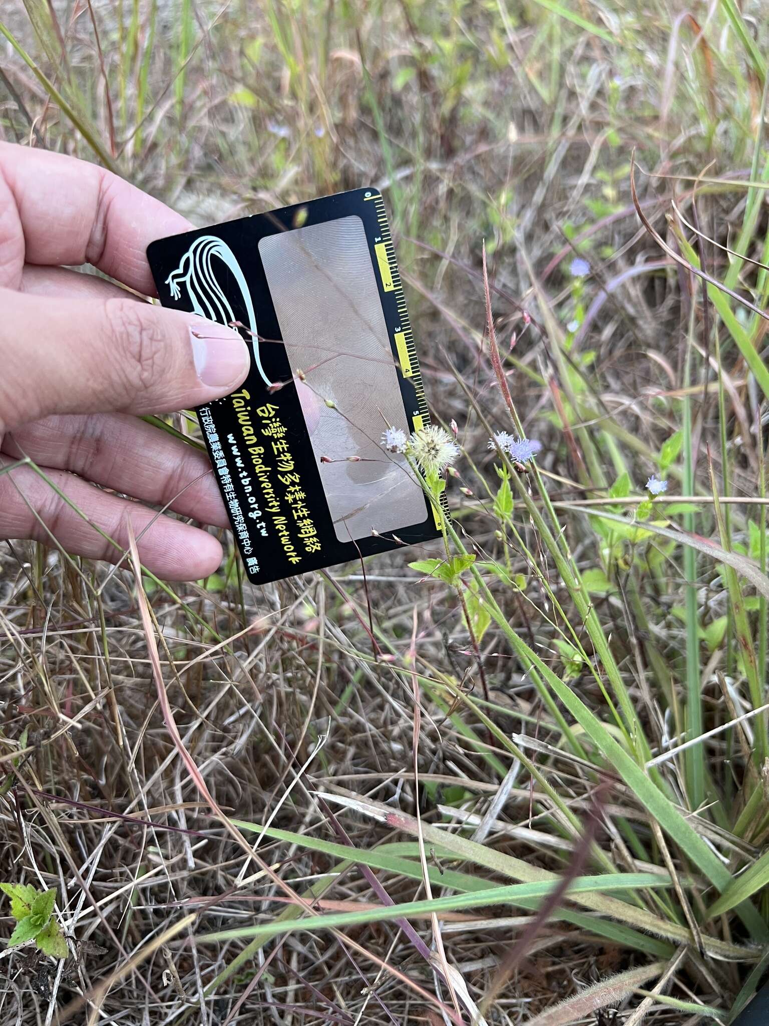 Image of Panicum elegantissimum Hook. fil.