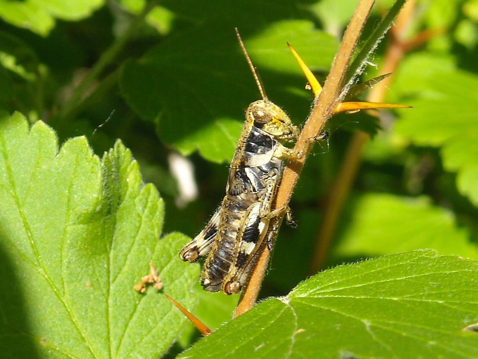 Melanoplus walshii Scudder & S. H. 1897的圖片