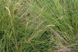 Image of Festuca varia Haenke