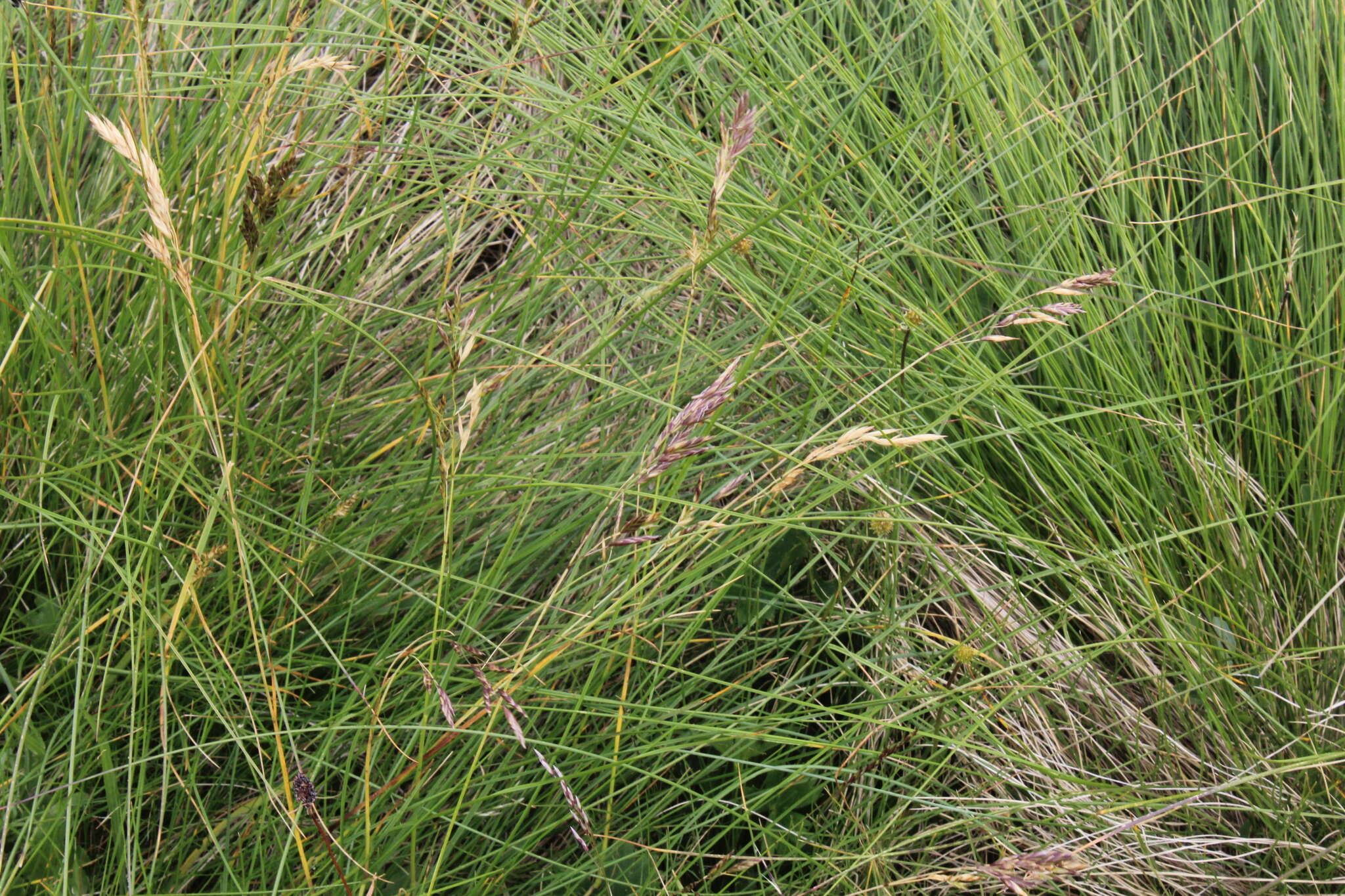 Image of Festuca varia Haenke