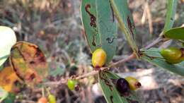 Image of Eugenia bimarginata DC.