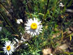 Imagem de Rhodanthe anthemoides (Spreng.) P. G. Wilson