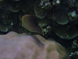 Image de Chaetodon baronessa Cuvier 1829