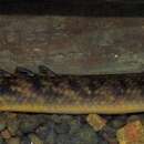 Imagem de Polypterus palmas Ayres 1850