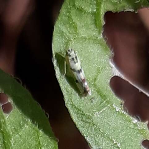 Image of Leafhopper