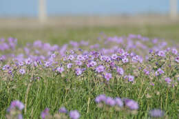 Imagem de Geranium linearilobum DC. ex Lam. & DC.