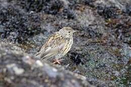 Image of South Georgia Pipit