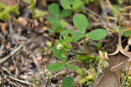 Trifolium bejariense Moric.的圖片