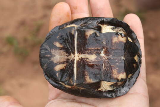 Image of West African mud turtle