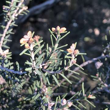 Imagem de Melaleuca cuticularis Labill.