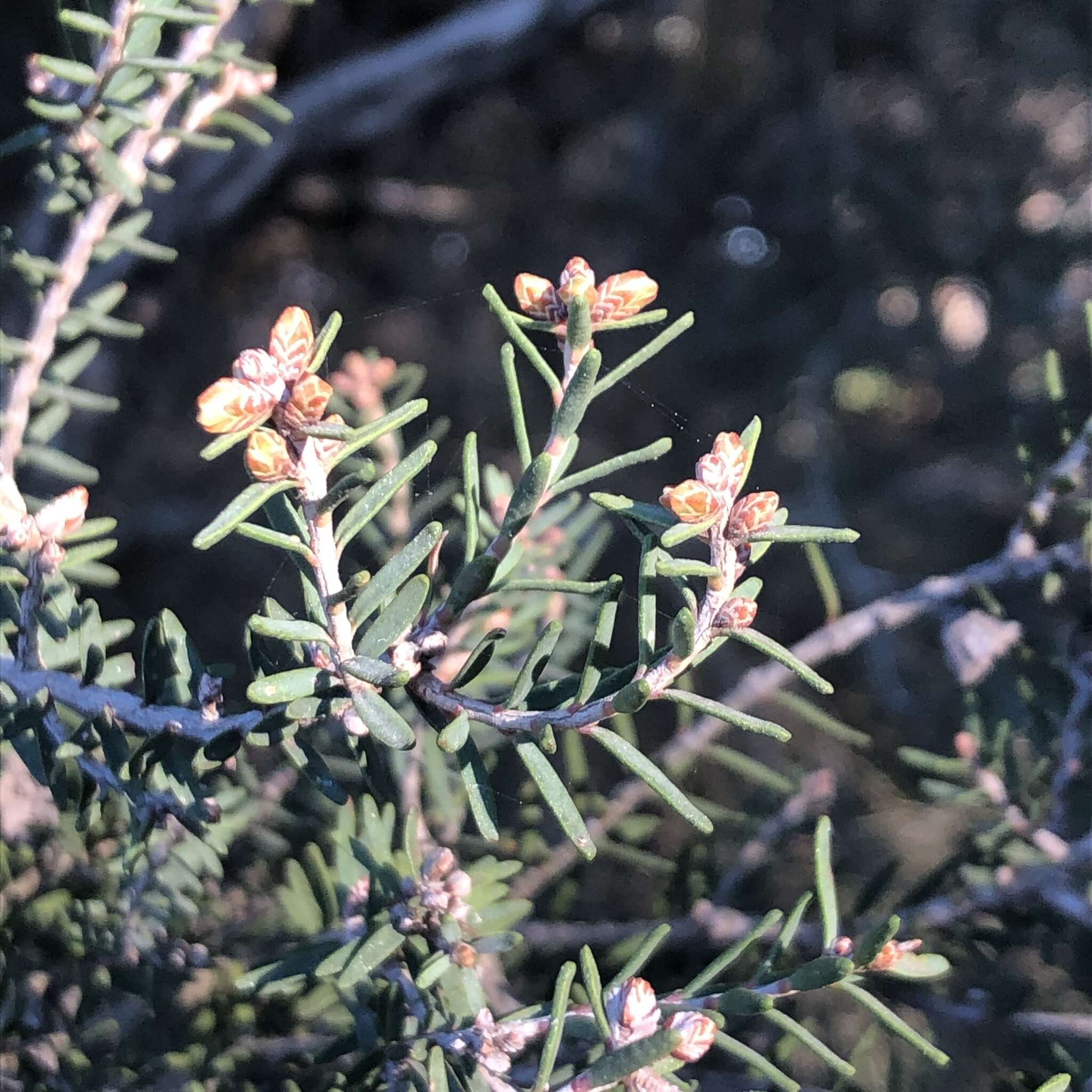 Image of Melaleuca cuticularis Labill.