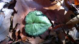 Image of Cyclamen cyprium Ky.