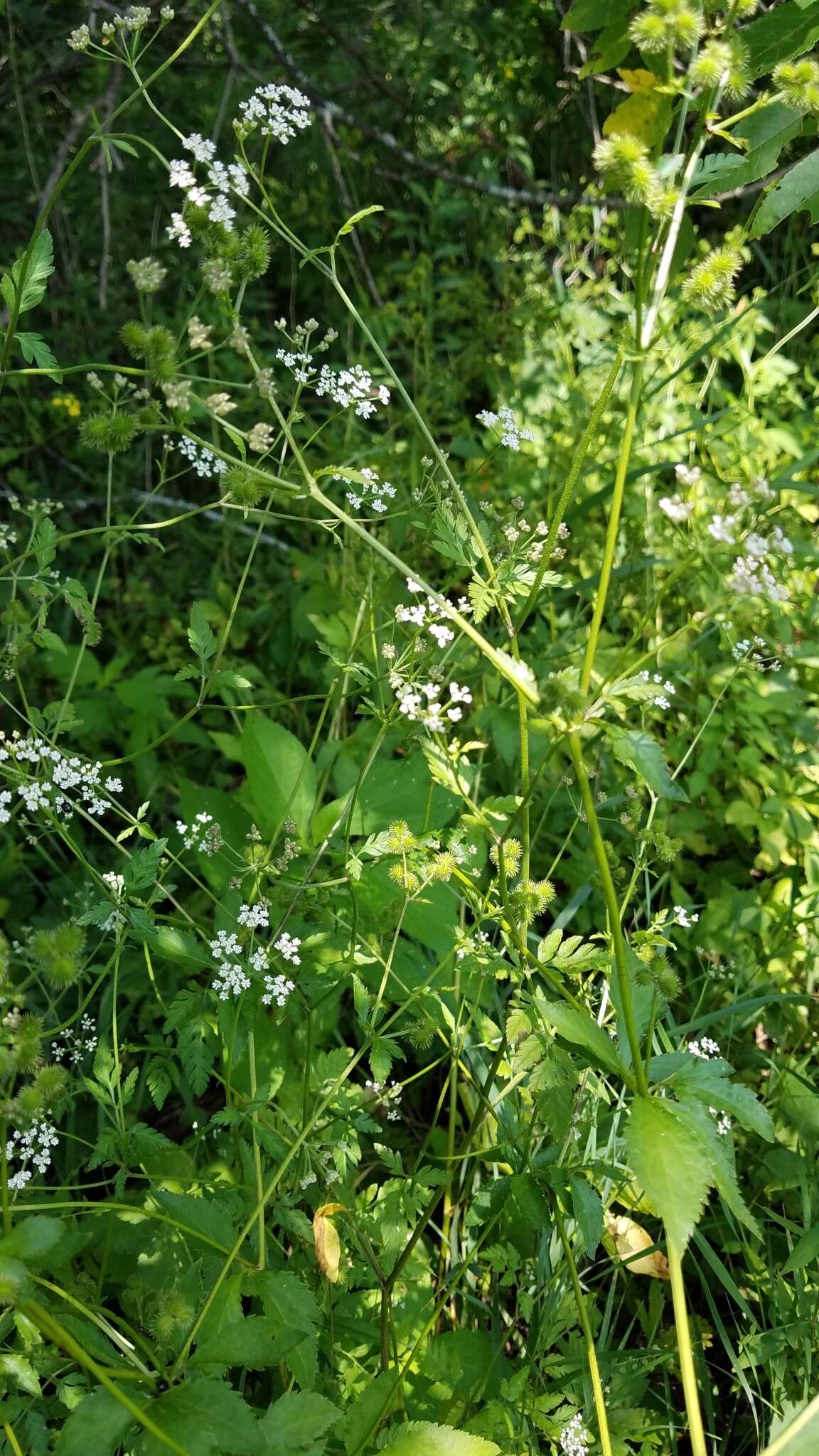 Torilis japonica (Houtt.) DC. resmi