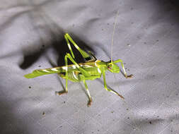 Image of Creosote Bush Katydid