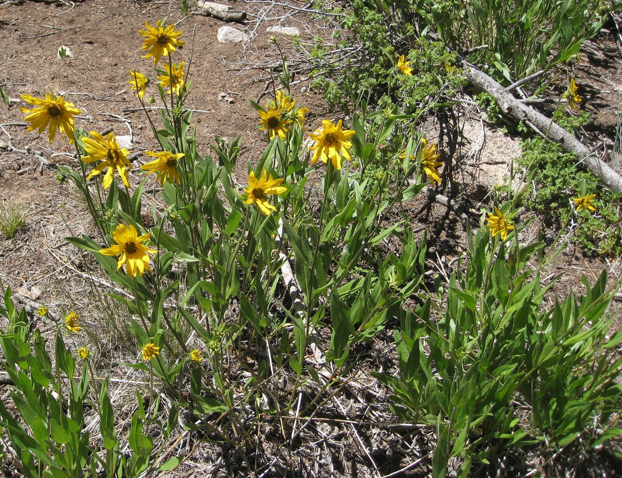 Image of oneflower helianthella