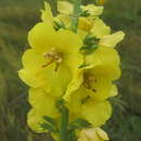 Image of Verbascum flagriforme Pfund