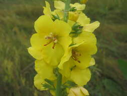 Image of Verbascum flagriforme Pfund