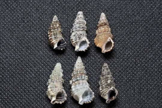 Слика од Cerithium dialeucum Philippi 1849