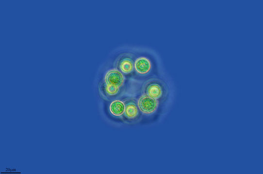 Image of <i>Planktosphaeria gelatinosa</i>