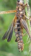 Image of Entomophaga grylli (Fresen.) A. Batko 1964