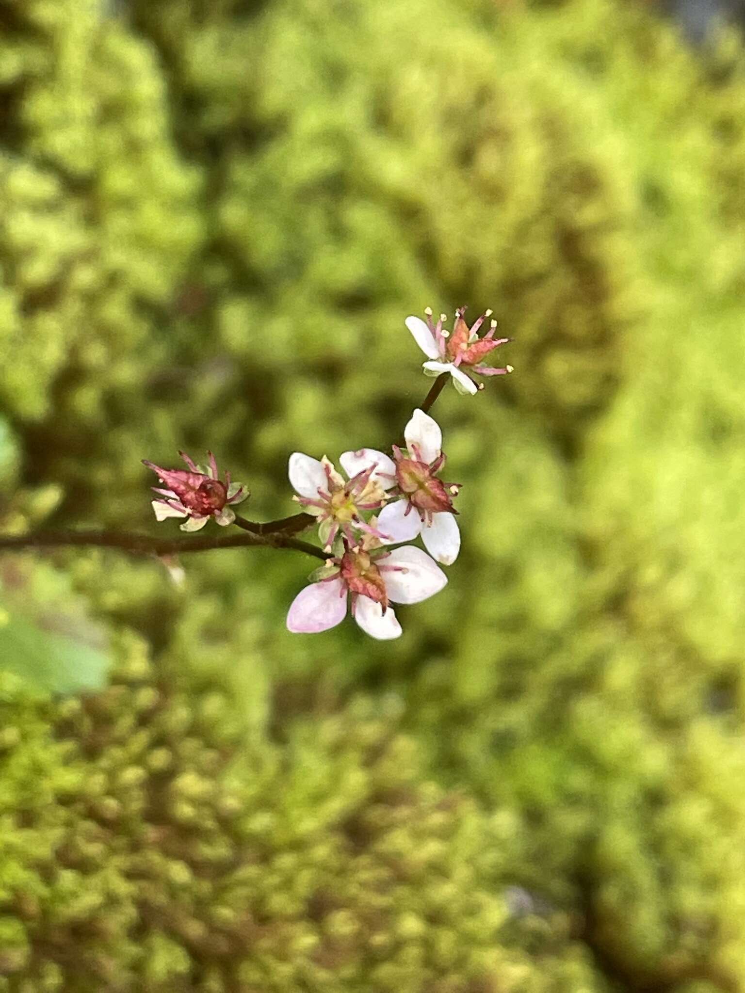 Image of Howell's Pseudosaxifrage