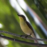 Image of Yellow-bellied Whistler