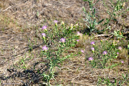Image of Pink centaurea