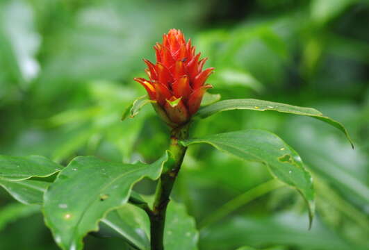 Image of Costus barbatus Suess.