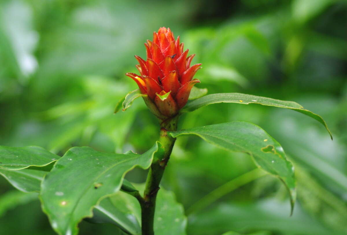 Image of Costus barbatus Suess.