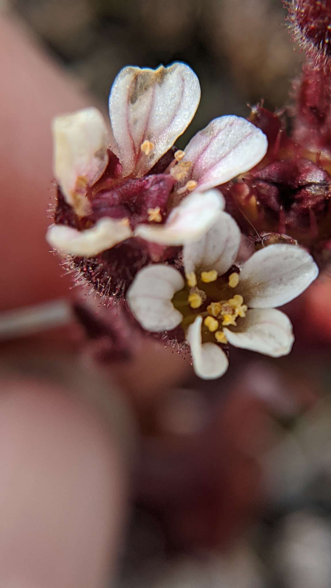 Imagem de Saxifraga adscendens subsp. oregonensis (Raf.) Bacig.